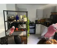 Pareja de cacatúas Galah