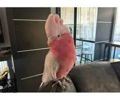 Pareja de cacatúas Galah - 3