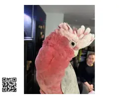 Pareja de cacatúas Galah - 4