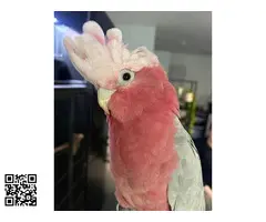 Pareja de cacatúas Galah - 5