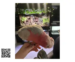 Pareja de cacatúas Galah - 6