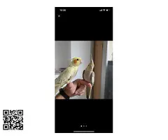 Se vende 2 Ninfas - 3