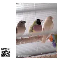 Se ceden diamantes de Gould