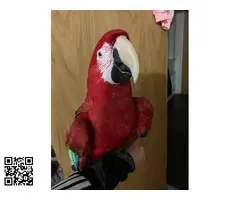 Guacamayo de alas verdes domesticado a mano