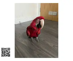 Guacamayo de alas verdes domesticado a mano - 2