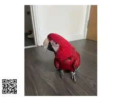 Guacamayo de alas verdes domesticado a mano - 3