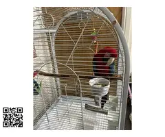 Guacamayo de alas verdes domesticado a mano - 4