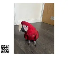 Guacamayo de alas verdes domesticado a mano - 5