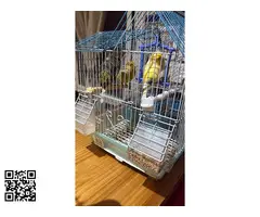 Vendo canarios periquitos agaporni