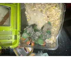 Vendo canarios periquitos agaporni - 2