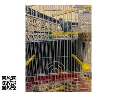 Vendo canarios periquitos agaporni - 4