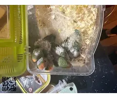 Vendo canarios periquitos agaporni - 5