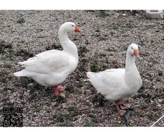 Pareja de gansos blancos