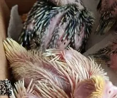 Ninfas papilleras muy dóciles