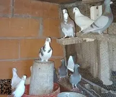 Palomas mensajeras