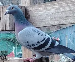 Palomas mensajeras - 2