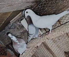 Palomas mensajeras - 3