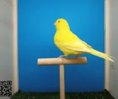 2 Canarias amailla - 2