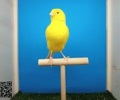 2 Canarias amailla - 3