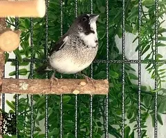 Isabelitas del japón / diamantes mandarines