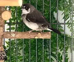 Isabelitas del japón / diamantes mandarines - 2