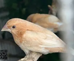 Isabelitas del japón / diamantes mandarines - 3