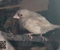 Isabelitas del japón / diamantes mandarines - 4
