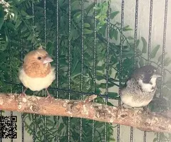 Isabelitas del japón / diamantes mandarines - 5