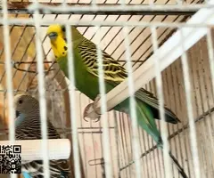 Vendo o cambio lote - 2