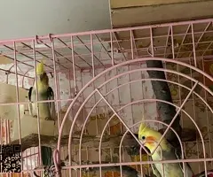 Vendo o cambio lote - 3