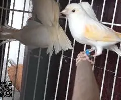 Canarios mosaicos rojo