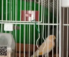 Canarios mosaicos rojo - 2