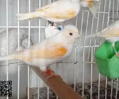 Canarios mosaicos rojo - 3