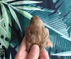 Canaria timbrada - 2