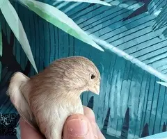 Canaria timbrada - 3