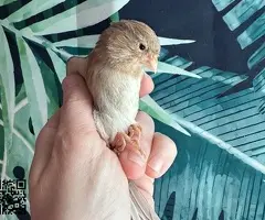 Canaria timbrada - 4