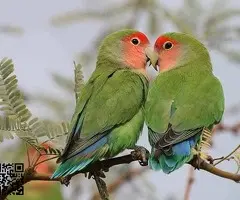 Agaporni papillero (Rosicolis)