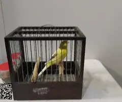 Canarios en A Coruña