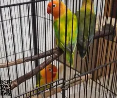 Vendo Agapornis Fischer