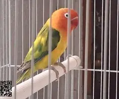 Cambio Fisher Arlequín Hembra por Macho de sobre año