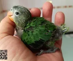 Papilleros de agapornis taranta