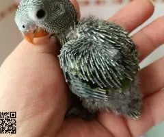 Papilleros de agapornis taranta - 2