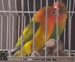 Cambio Fisher Arlequín Hembra por Macho de sobre año - 3