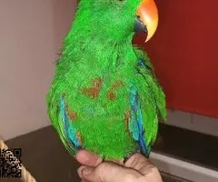 Busco hembra de eclectus adulta.
