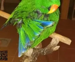 Busco hembra de eclectus adulta. - 2