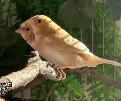 Isabelitas del japón / diamantes mandarines - 2