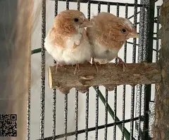 Isabelitas del japón / diamantes mandarines - 3