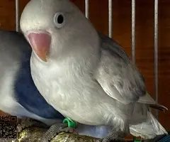 Agaporni Fischer Papillero