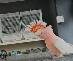 Samec kakadu velkého mitchellského - 2