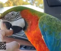 2 años, domesticado, guacamayo arlequín raro